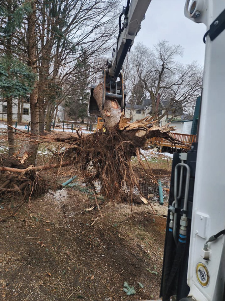 Tree Removal in Vermont